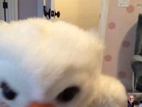 Screen Shot 2017-10-15 at 3.44.43 PM  A little Owl came to say Hi